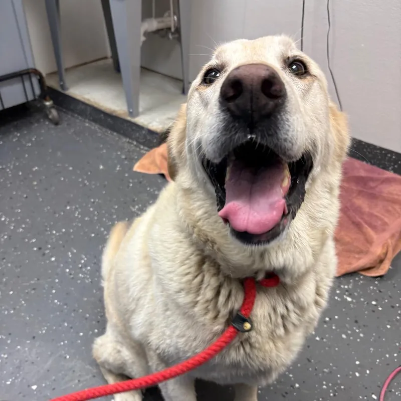 A senior large-sized male Yellow / Tan / Blond / Fawn Mixed Breed dog named Jeb for adoption in Columbiana, AL