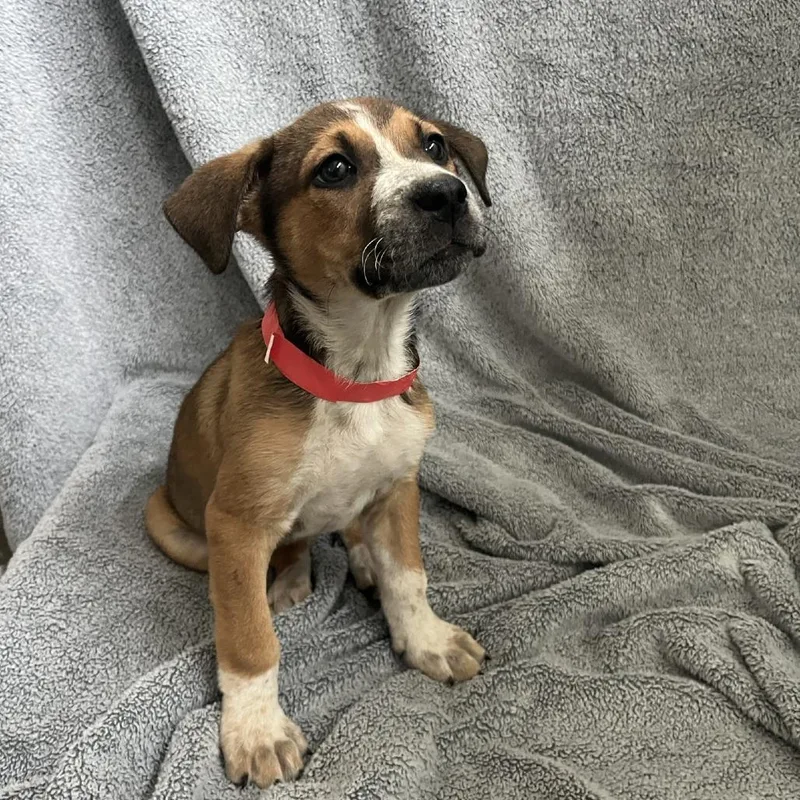 A baby medium-sized female White / Cream Cattle Dog dog named Bridie for adoption in Cashmere, WA