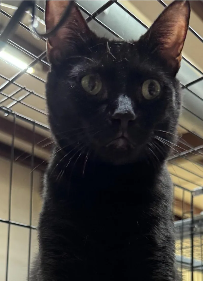 An adult medium-sized female Domestic Short Hair cat named Monaka for adoption in Centerville, GA