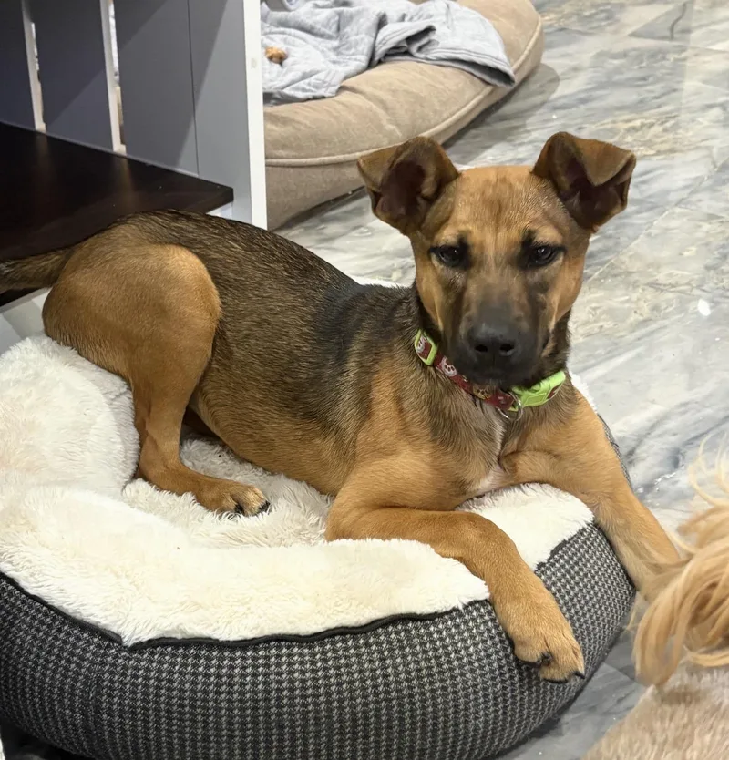 Brooklyn thumbnail 3