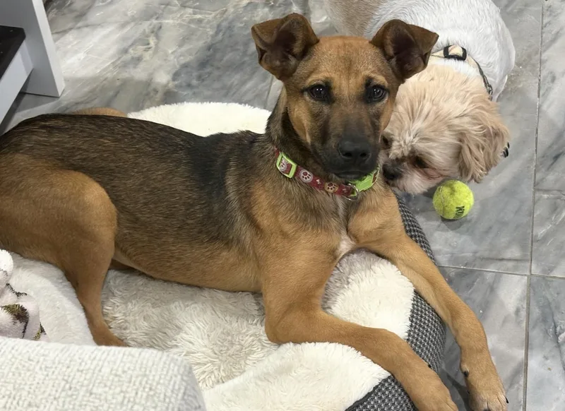 Brooklyn thumbnail 4