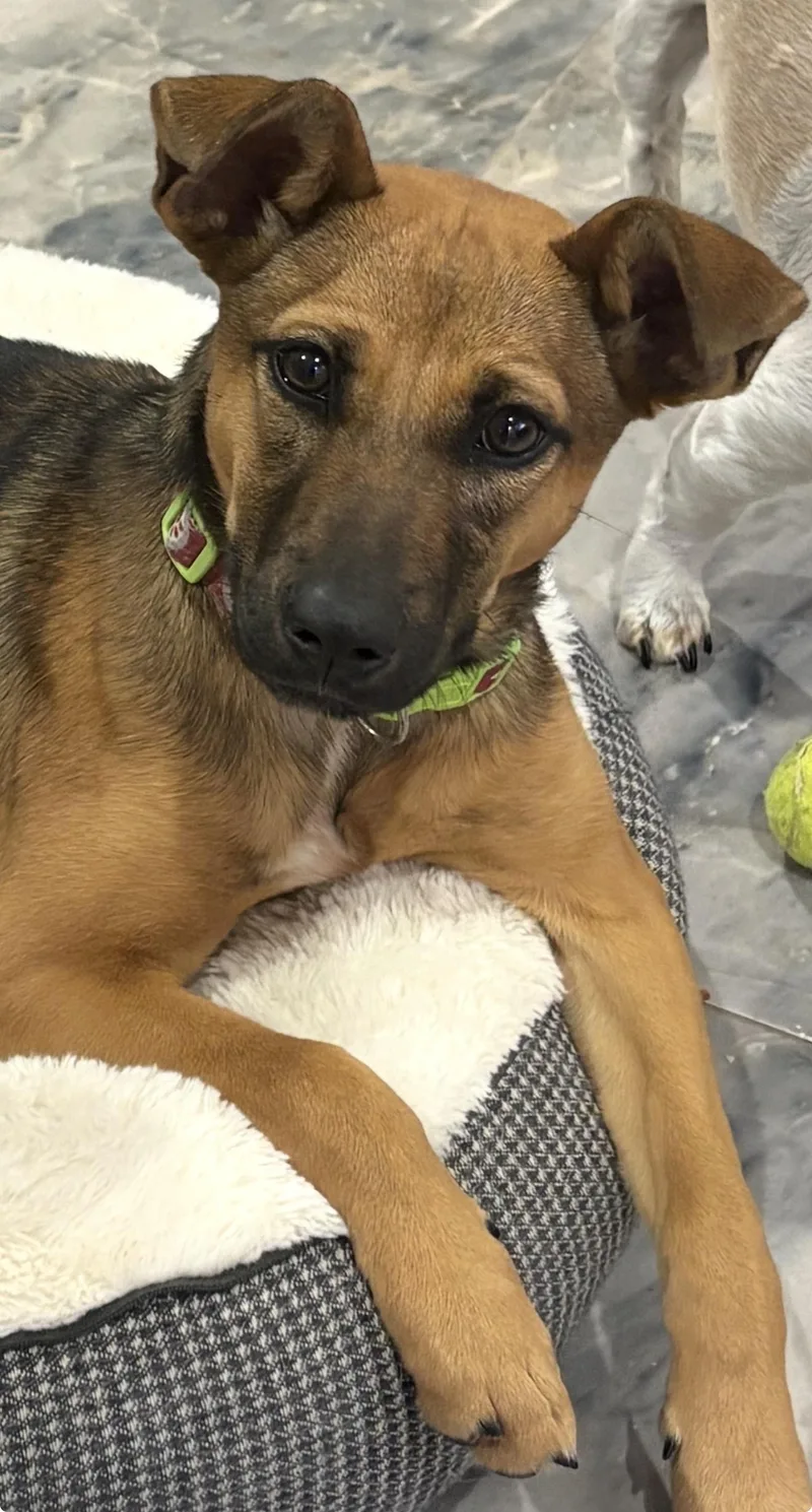 Brooklyn thumbnail 5