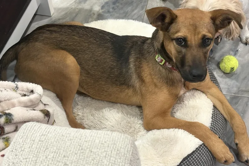 Brooklyn thumbnail 6