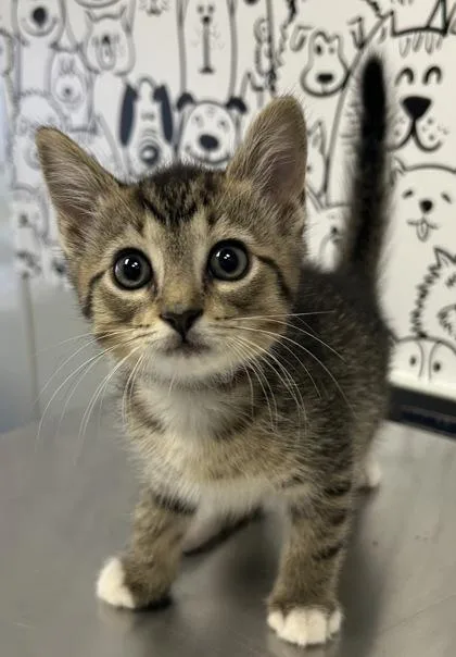 A young small-sized male Domestic Short Hair cat named B Soup for adoption in North Charleston, SC