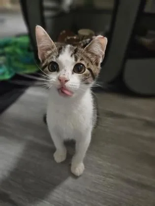 Jalapeno