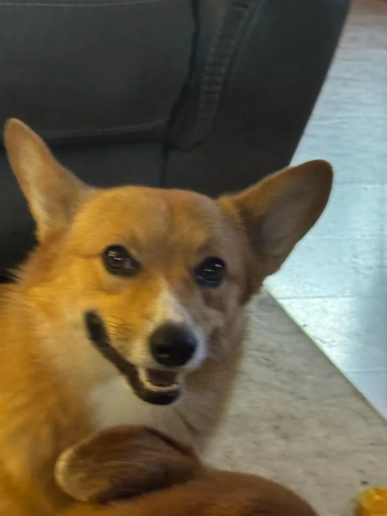 A young small-sized male Red / Chestnut / Orange Pembroke Welsh Corgi dog named Odin for adoption in Polson, MT