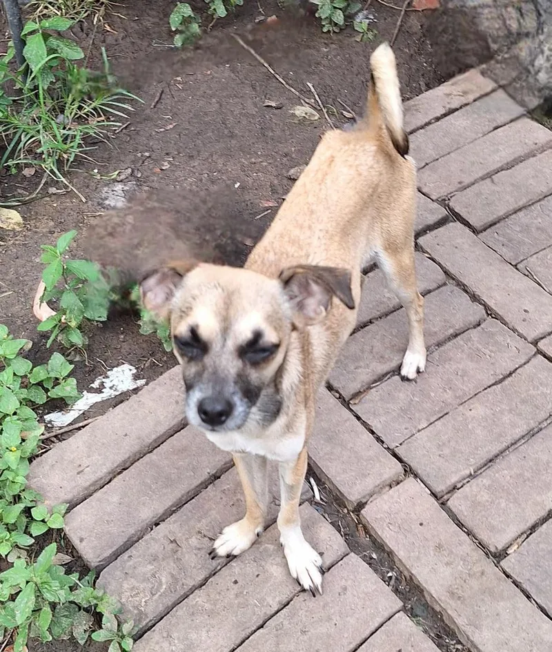 An adult small-sized female Yellow / Tan / Blond / Fawn Chihuahua dog named Krystlelea BLT for adoption in Missouri City, TX