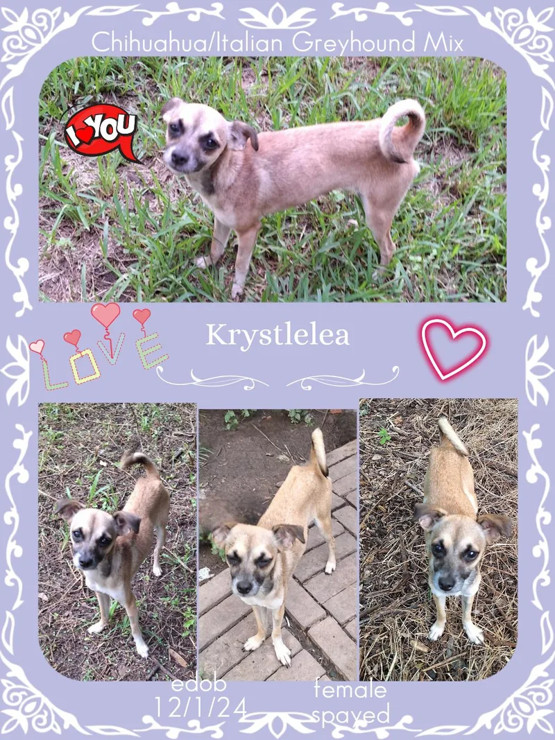 Krystlelea BLT thumbnail 3