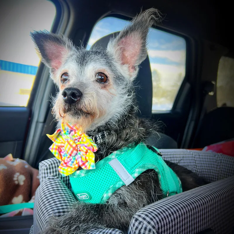 Peony  Home Visit thumbnail 2