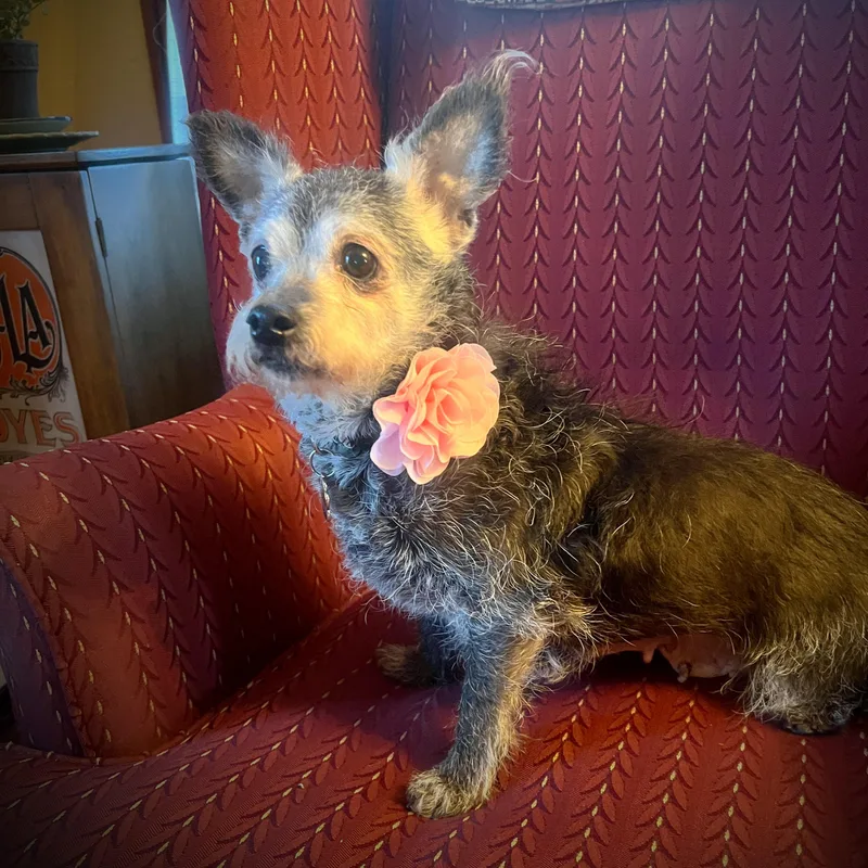 Peony  Home Visit thumbnail 3