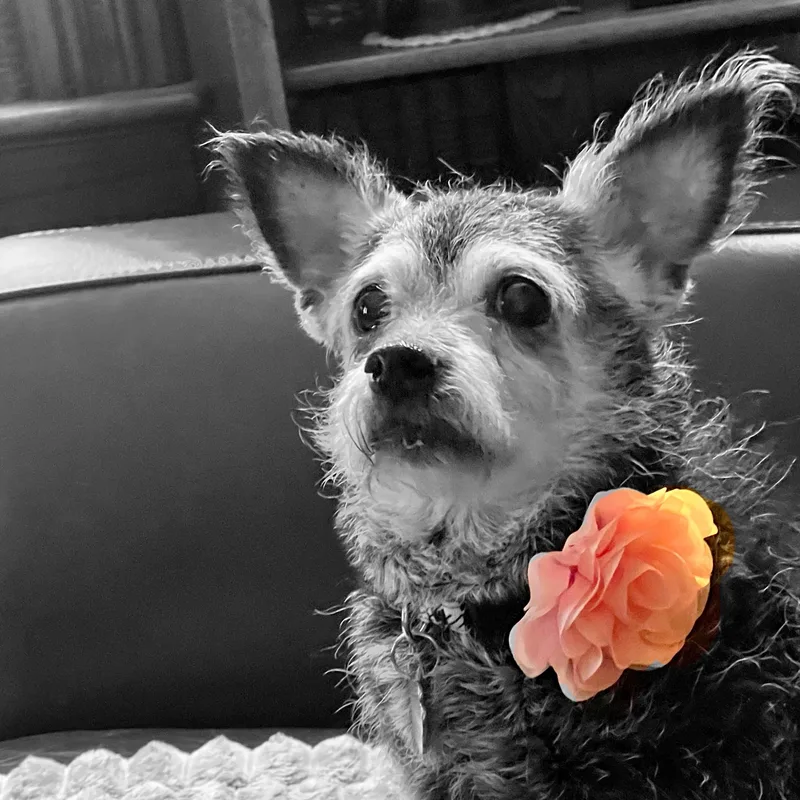 Peony  Home Visit thumbnail 4