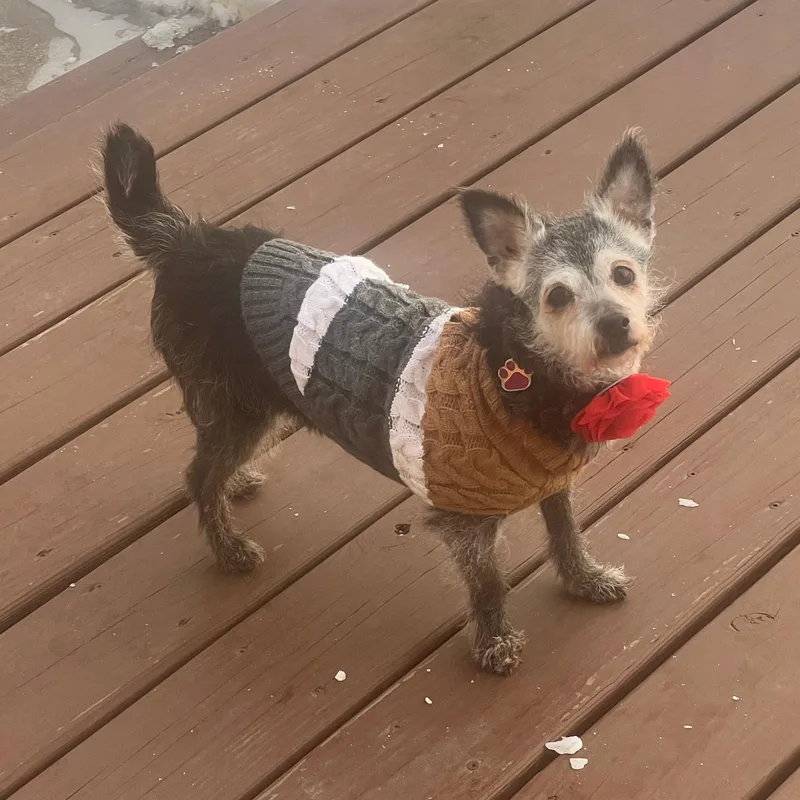 Peony  Home Visit thumbnail 5