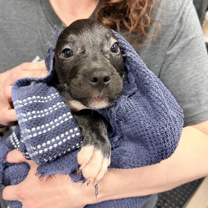 A baby medium-sized female Black Mixed Breed dog named Dahlia for adoption in Wayne, NJ