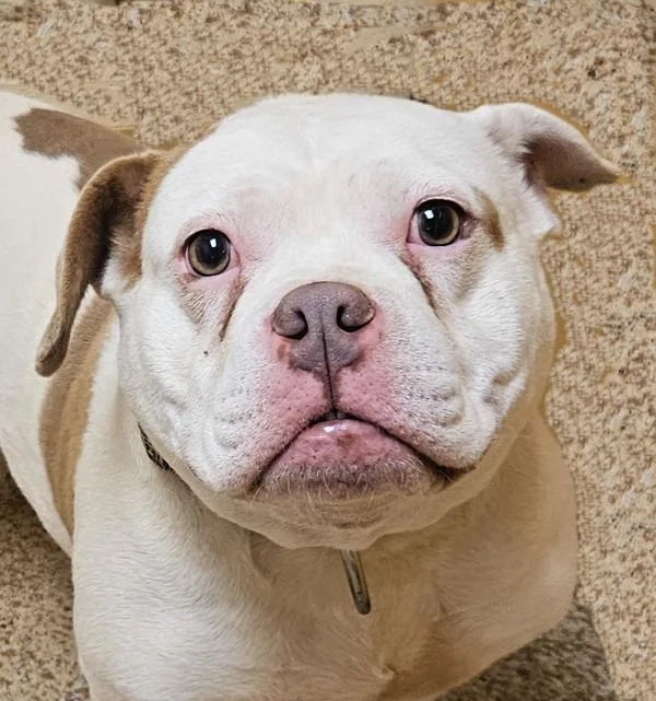 An adult medium-sized female American Bully dog named Hummus for adoption in Salem, OR