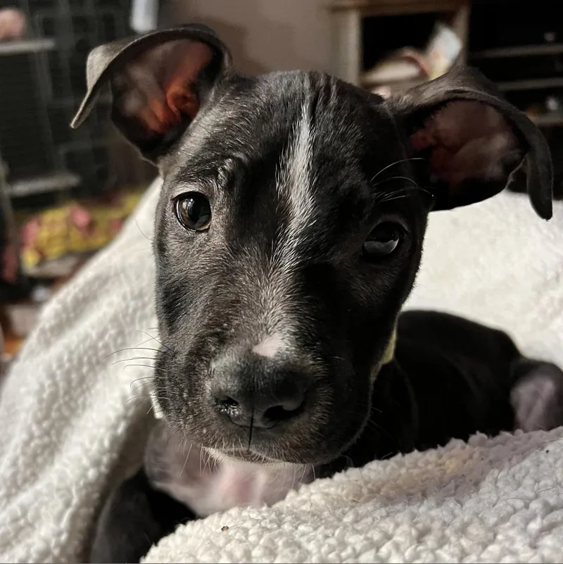 An adult large-sized male Black Pit Bull Terrier dog named Leo for adoption in York, PA