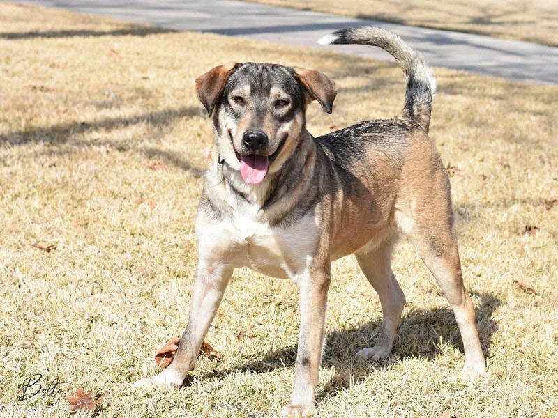 An adult medium-sized male Tricolor (Brown, Black, & White) Husky dog named Balto for adoption in Mooresville, NC
