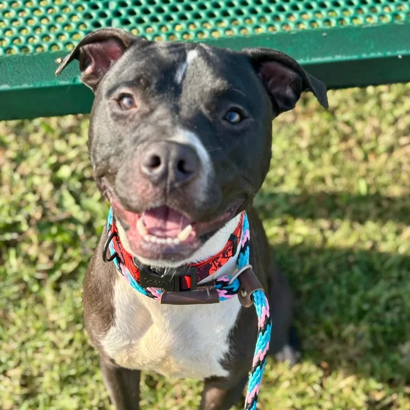A young small-sized male Black Pit Bull Terrier dog named Wilbur for adoption in Evansville, IN