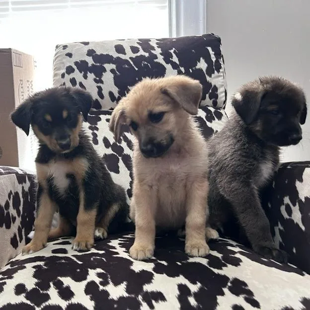 A baby small-sized female Yellow / Tan / Blond / Fawn Mixed Breed dog named Pork Chop for adoption in Buffalo, MN