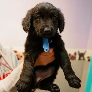 A baby medium-sized female Black Dutch Shepherd dog named Putney for adoption in Cincinnati, OH