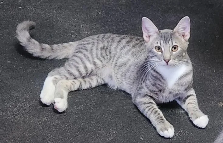 A young medium-sized male Domestic Short Hair cat named JJ Joyful Love Bug for adoption in Fayetteville, AR