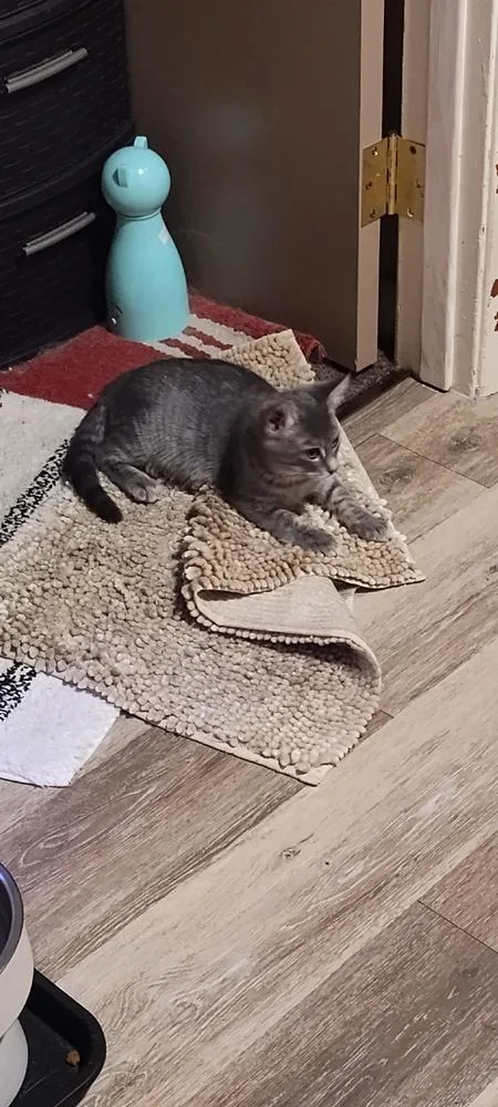 A baby small-sized female Gray / Blue / Silver Domestic Short Hair cat named Mavis for adoption in West Mifflin, PA
