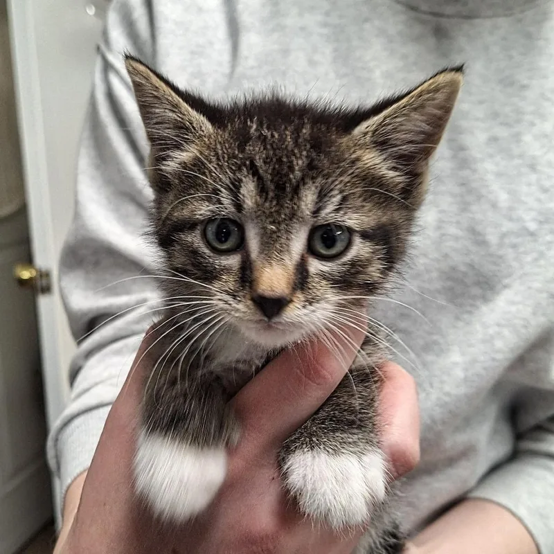 A baby small-sized male Gray / Blue / Silver Domestic Short Hair cat named Bingo for adoption in Attica, NY
