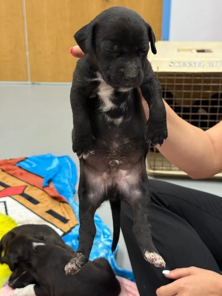 A baby medium-sized male Terrier dog named Moran for adoption in Hartsville, SC