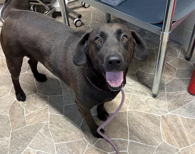 An adult medium-sized female Labrador Retriever dog named Julie for adoption in Chester, SC