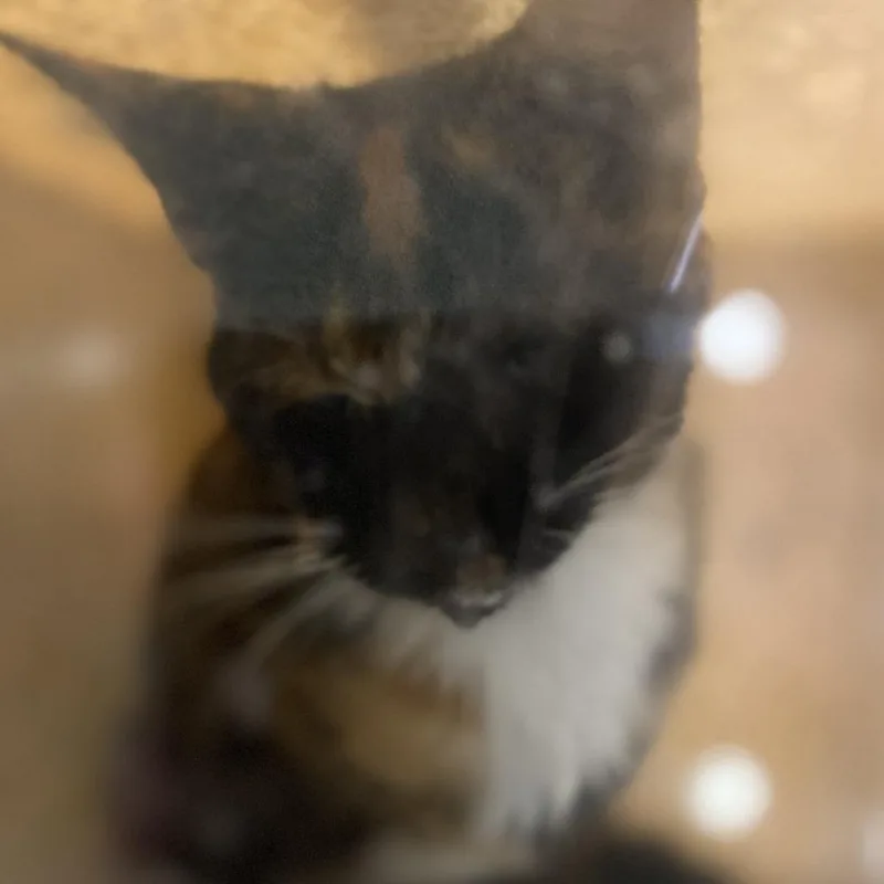 A baby small-sized female Calico Domestic Short Hair cat named 72825 for adoption in Harrisonburg, VA