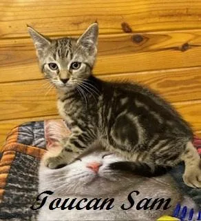 A baby medium-sized male Tabby (Brown / Chocolate) Tabby cat named Toucan Sam for adoption in Southern Pines, NC