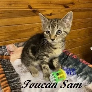 Toucan Sam thumbnail 2