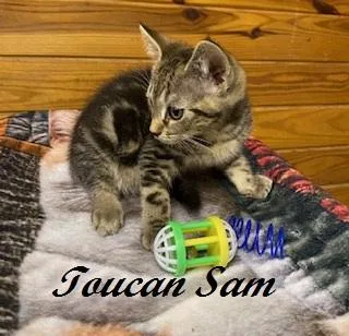 Toucan Sam thumbnail 3