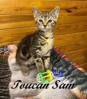 Toucan Sam thumbnail 4