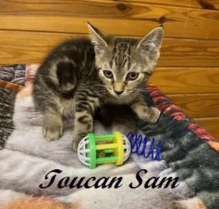 Toucan Sam thumbnail 5