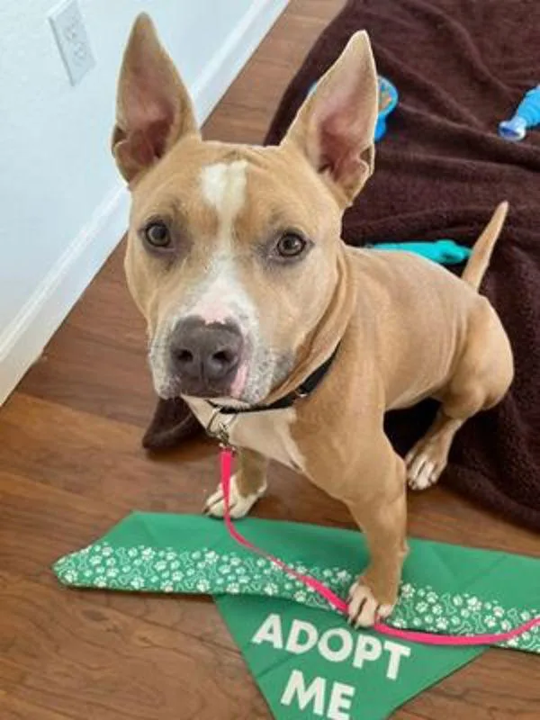 An adult large-sized male Pit Bull Terrier dog named Petey for adoption in Austin, TX