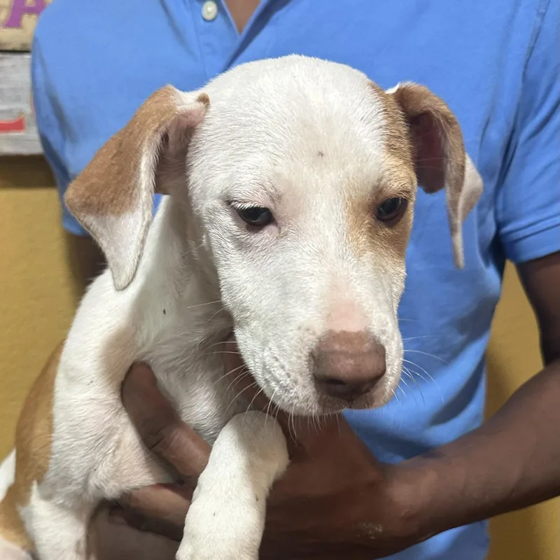 A baby medium-sized female White / Cream Labrador Retriever dog named Camry  Local October for adoption in Brookshire, TX