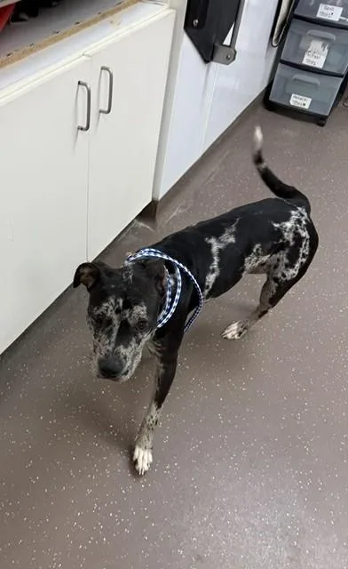 An adult medium-sized female Terrier dog named Angelica for adoption in South Bend, IN