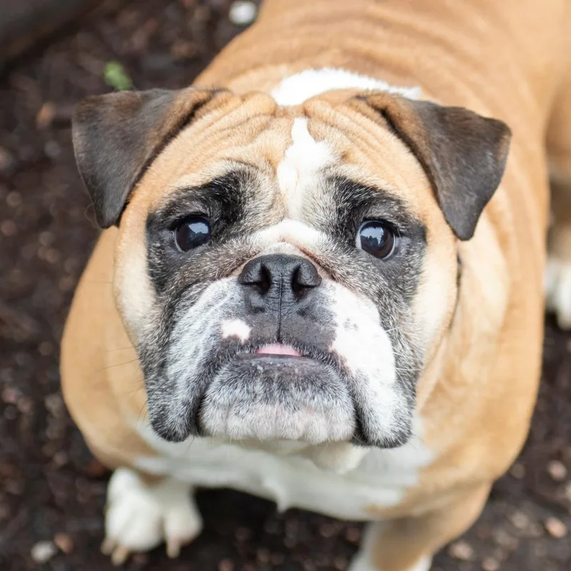 An adult medium-sized female English Bulldog dog named Foofa for adoption in Middletown, RI