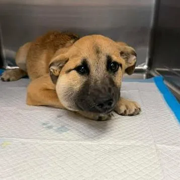 A baby small-sized female Brown / Chocolate Shepherd dog named Hope for adoption in Bastrop, TX