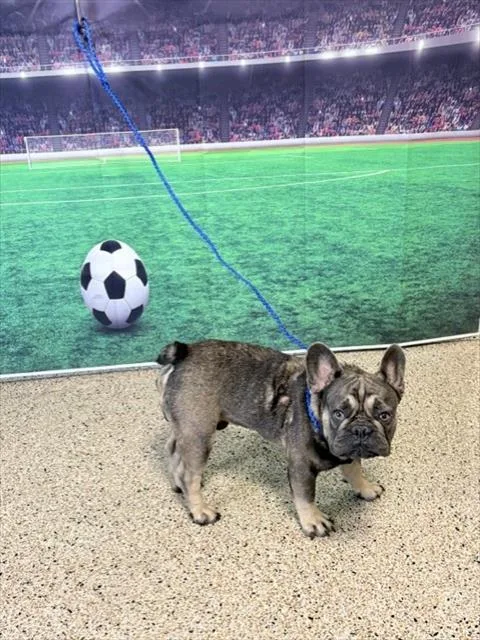 A young small-sized male French Bulldog dog named Bow for adoption in Miami, FL