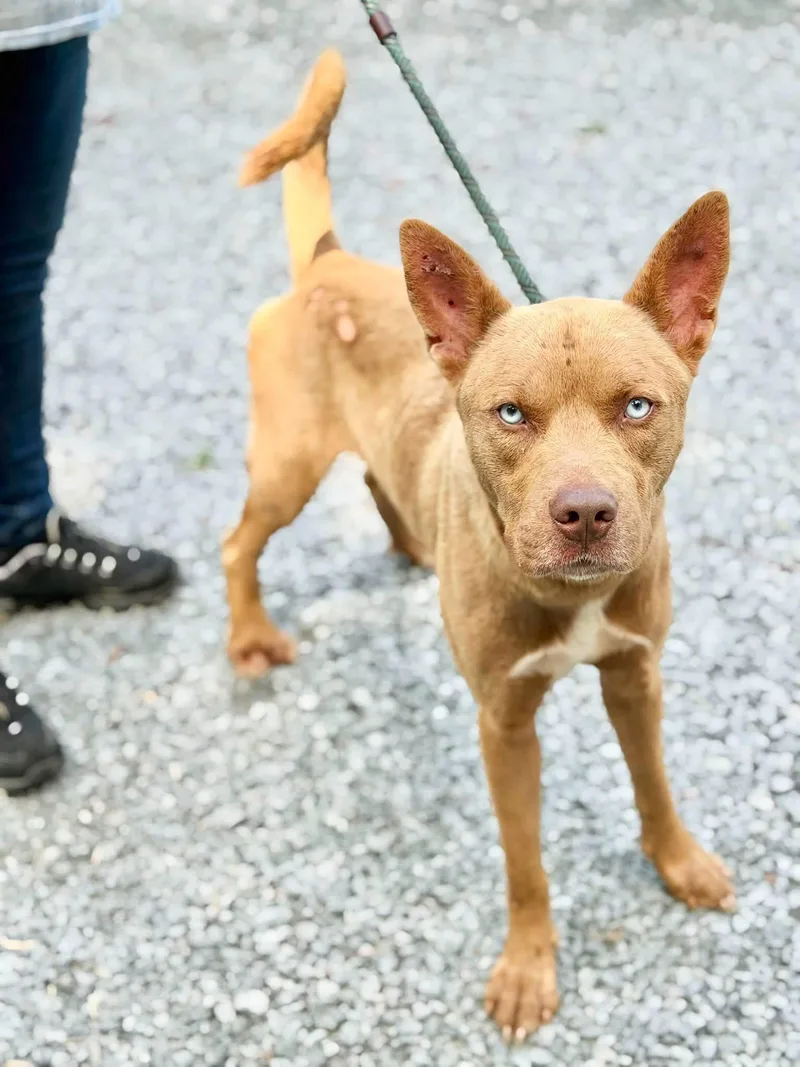 An adult medium-sized male Husky dog named Marvin for adoption in Elizabethtown, NC