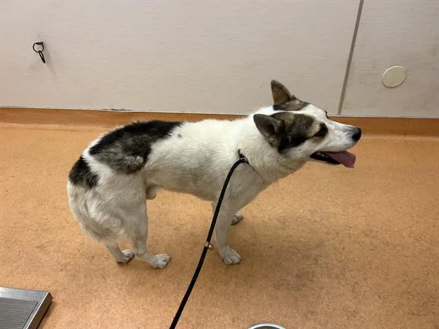 An adult large-sized male Siberian Husky dog named Kipper for adoption in Martinez, CA