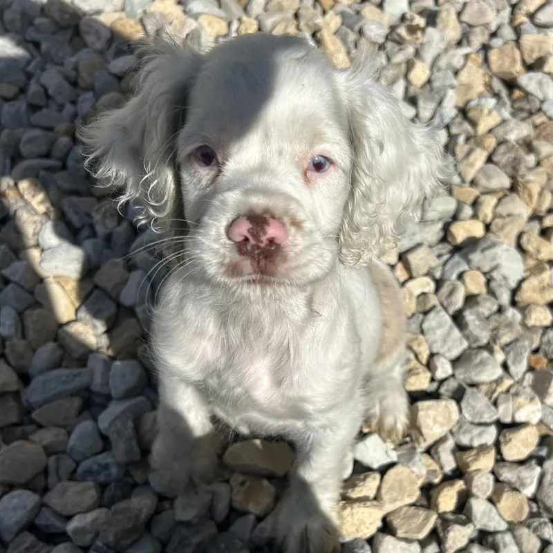 A baby small-sized female White / Cream Cocker Spaniel dog named Opal for adoption in St. Louis, MO