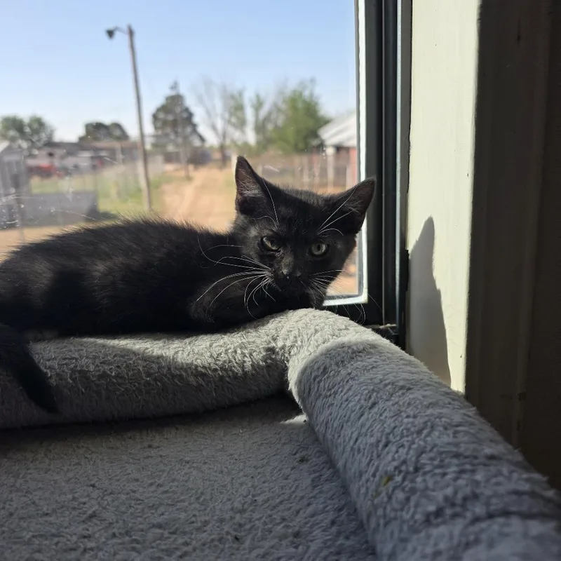 A baby small-sized female Black Domestic Short Hair cat named Bacon for adoption in Midland, TX