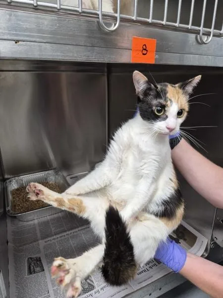 An adult medium-sized female Domestic Short Hair cat named Pen c Rosie for adoption in Lawrenceville, GA