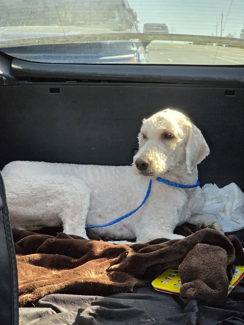 A young large-sized male Labradoodle dog named Bentley for adoption in Fiddletown, CA