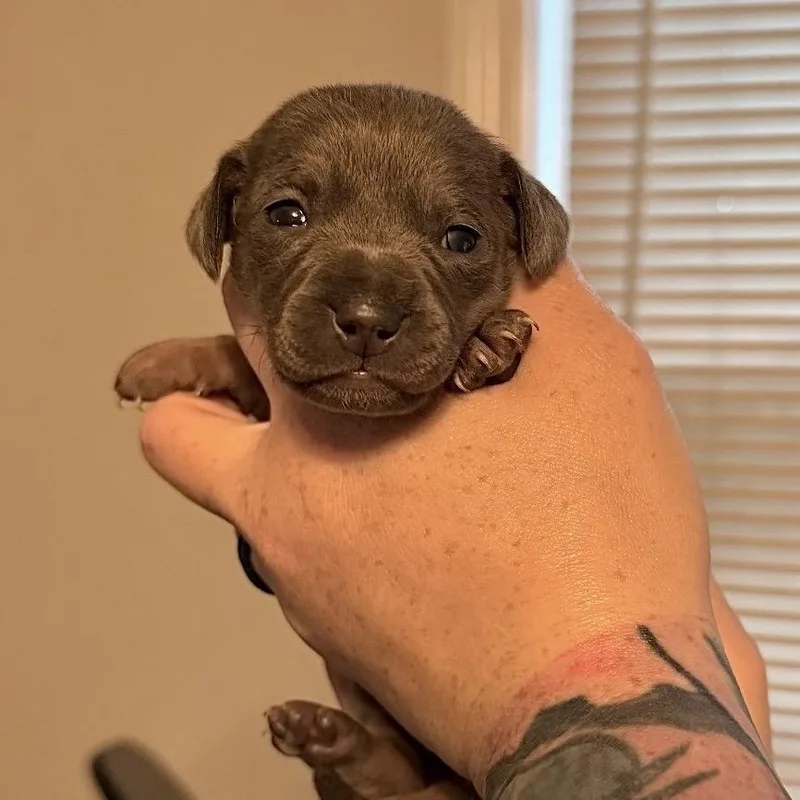 A baby small-sized female Mixed Breed dog named Lavender Brown for adoption in Rockville, MD