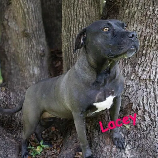 Lacey thumbnail 6