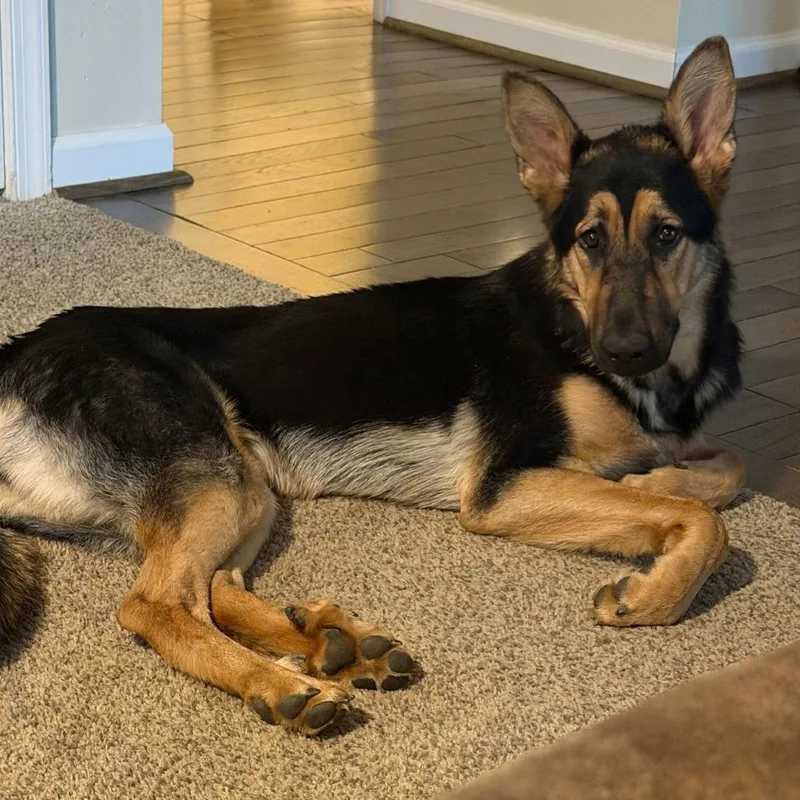 A young large-sized female Brown / Chocolate German Shepherd Dog dog named Luna for adoption in Troy, VA