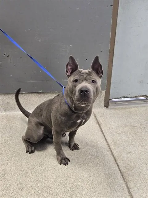 A young medium-sized male American Staffordshire Terrier dog named Aries for adoption in Tallahassee, FL
